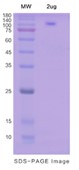 SDS-PAGE (CDH13-3864H).jpg